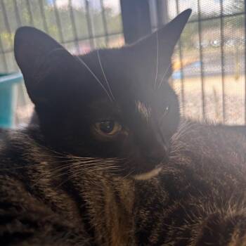 Penne -  Domestic Short Hair Cat for Adoption in Lakeland, Florida - Penne | PetCurious