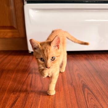 Frito -  Domestic Short Hair Cat for Adoption in Volcano, Hawaii - Frito | PetCurious