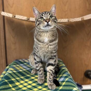 Domestic Short Hair Cats Available for Adoption in Fargo, North Dakota - Eldon | PetCurious