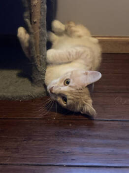 Rescue Domestic Short Hair Cats for Adoption in St. Cloud, Minnesota - Tony | PetCurious