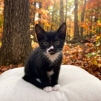 Scarecrow -  Domestic Short Hair Cat for Adoption in Silver Spring, Maryland - Scarecrow | PetCurious