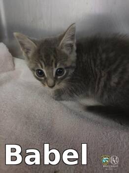 Babel -  Domestic Medium Hair Cat for Adoption in Rocky Mount, North Carolina - Babel | PetCurious