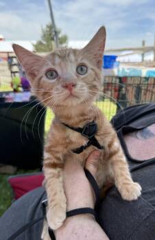 Dorato -  Domestic Short Hair Cat for Adoption in Lemont, Illinois - Dorato | PetCurious