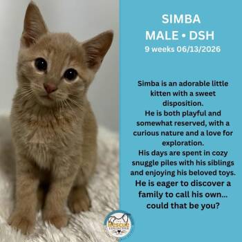 Simba -  Domestic Short Hair Cat for Adoption in Clive, Alberta - Simba | PetCurious