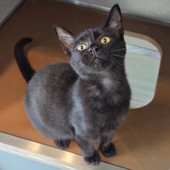 Betty Boop -  Domestic Short Hair Cat for Adoption in Chattanooga, Tennessee - Betty Boop | PetCurious