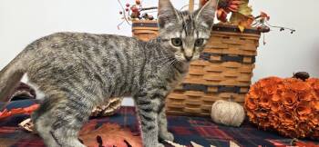 Tiger B -  Domestic Short Hair Cat for Adoption in Hartville, Ohio - Tiger B | PetCurious