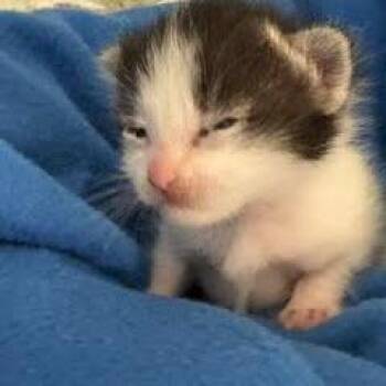 Prada -  Domestic Medium Hair Cat for Adoption in Belfair, Washington - Prada | PetCurious