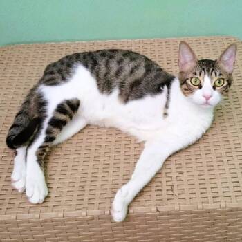 Rescue Egyptian Mau and Turkish Van Cats for Adoption in Mississauga, Ontario - Oscar The Sweet (Tripod) | PetCurious