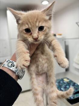 Domestic Short Hair Cats Available for Adoption in Brookings, Oregon - Frank | PetCurious