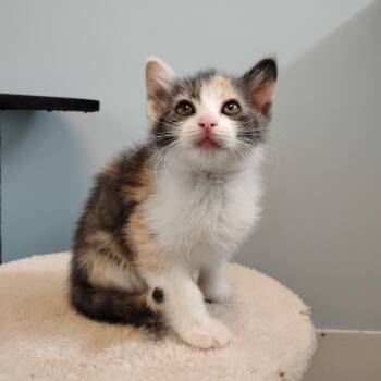 Domestic Short Hair Cats Available for Adoption in Decherd, Tennessee - Alexa Bliss | PetCurious