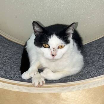 Rescue American Shorthair Cats for Adoption in Donalsonville, Georgia - Pollie | PetCurious