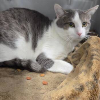 Domestic Short Hair Cats Available for Adoption - Phinneas | PetCurious