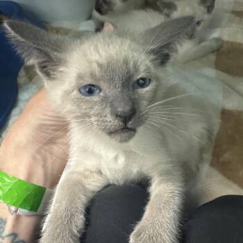 Lionel -  Siamese Cat for Adoption in Lake Jackson, Texas - Lionel | PetCurious