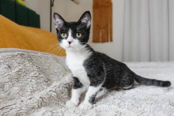 Rescue Tuxedo Cats for Adoption in Tustin, California - Sunshine | PetCurious