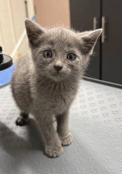 Wanda -  Domestic Short Hair Cat for Adoption in Yankton, South Dakota - Wanda | PetCurious
