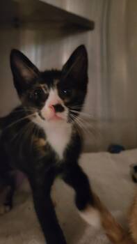 Pie -  Domestic Short Hair Cat for Adoption in Charleston, South Carolina - Pie | PetCurious