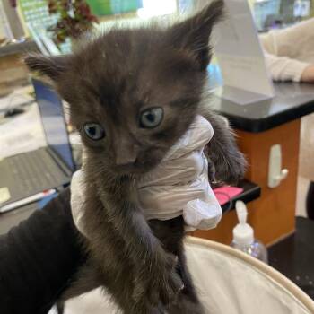 Hagrid -  Domestic Short Hair Cat for Adoption in Lynchburg, Virginia - Hagrid | PetCurious