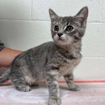 SVAS-Stray-39531 -  Domestic Short Hair Cat for Adoption in Lyndhurst, Virginia - SVAS-Stray-39531 | PetCurious