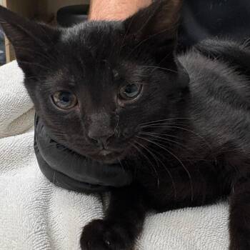 Blackie -  Domestic Short Hair Cat for Adoption in Lakeland, Florida - Blackie | PetCurious