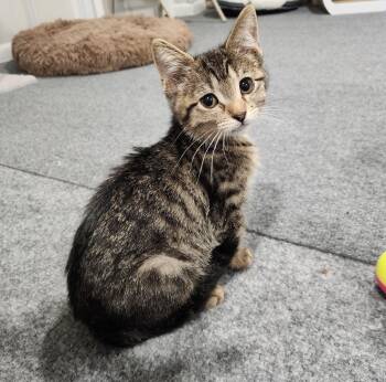 Lyla -  Domestic Short Hair Cat for Adoption in Wheaton, Illinois - Lyla | PetCurious
