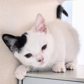 Wyatt Earp -  Domestic Short Hair Cat for Adoption in Reno, Nevada - Wyatt Earp | PetCurious