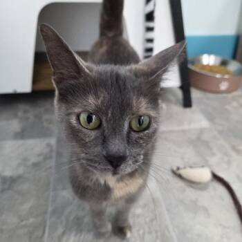 Dilute Tortoiseshell Cats Available for Adoption in Grand Rapids, Michigan - Desiree | PetCurious