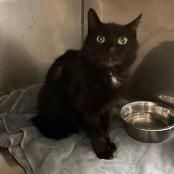 Domestic Short Hair Cats Available for Adoption in Monroe, Louisiana - Zeus | PetCurious