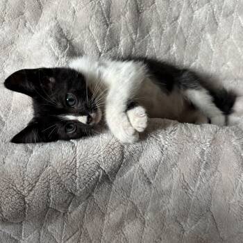 Rescue Tuxedo Cats for Adoption in Ephrata, Washington - Orion | PetCurious