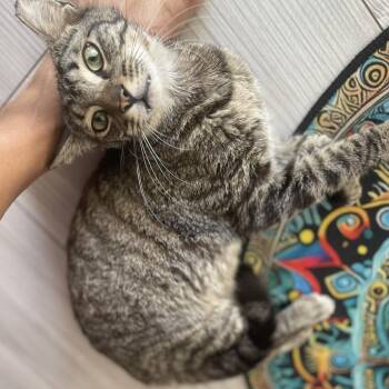 Sweetness -  Domestic Short Hair Cat Available for Adoption in Boston, Massachusetts - Sweetness | PetCurious