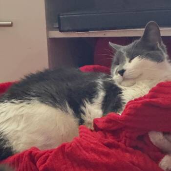 Mr. Pickles -  Domestic Short Hair Cat for Adoption in Philadelphia, Pennsylvania - Mr. Pickles | PetCurious