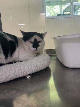 Arrow -  Domestic Short Hair Cat for Adoption in Austin, Minnesota - Arrow | PetCurious