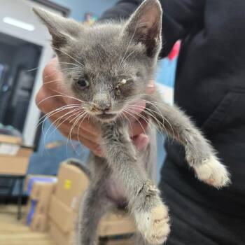 Batman -  Domestic Short Hair Cat for Adoption in Newark, New Jersey - Batman | PetCurious
