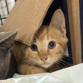 Sweeto -  Domestic Short Hair Cat for Adoption in Corbin, Kentucky - Sweeto | PetCurious