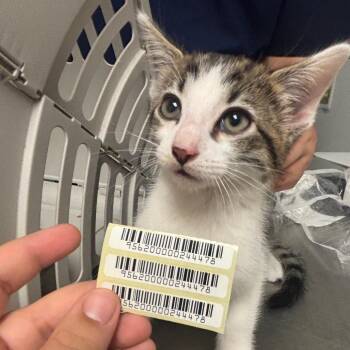 Finn -  Domestic Medium Hair Cat for Adoption in Charleston, West Virginia - Finn | PetCurious