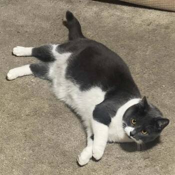 American Shorthair and American Wirehair Cats Available for Adoption in Rochester, Minnesota - Equlipse | PetCurious