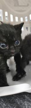 Domestic Short Hair Cats Available for Adoption in Palmetto, Florida - A135043 | PetCurious