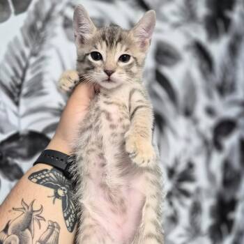 Domestic Short Hair Cats Available for Adoption in Wahiawa, Hawaii - Push Pop | PetCurious