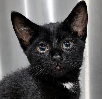 Domestic Short Hair Cats Available for Adoption in Cuyahoga Falls, Ohio - Kitten Needoh | PetCurious