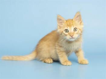 FRANCOISE -  Domestic Short Hair Cat for Adoption in Phoenix, Arizona - FRANCOISE | PetCurious