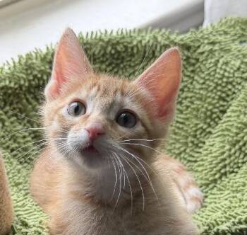 Chip -  Domestic Short Hair Cat Available for Adoption in Lafayette, Louisiana - Chip | PetCurious