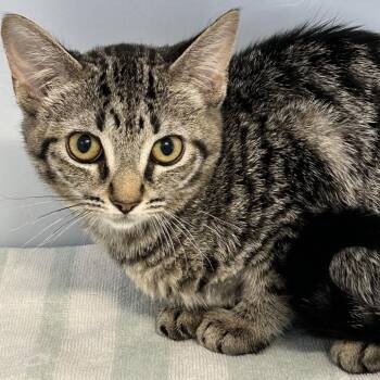 Penny -  Domestic Short Hair Cat for Adoption in Yucaipa, California - Penny | PetCurious