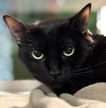 Domestic Short Hair Cats Available for Adoption in Fort Worth, Texas - Waylynn | PetCurious