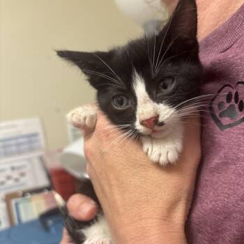 Domestic Short Hair Cats Available for Adoption in Tulsa, Oklahoma - JP | PetCurious