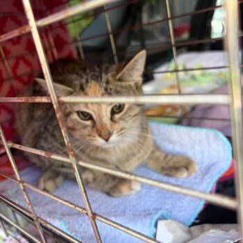 Yoko -  Domestic Short Hair Cat for Adoption in Woodstock, Ontario - Yoko | PetCurious