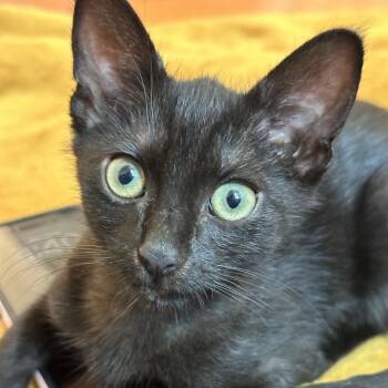 Robin -  Domestic Short Hair Cat for Adoption in Philadelphia, Pennsylvania - Robin | PetCurious