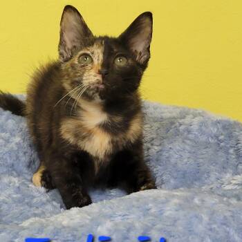 Farrah -  Domestic Short Hair Cat Available for Adoption in Memphis, Tennessee - Farrah | PetCurious