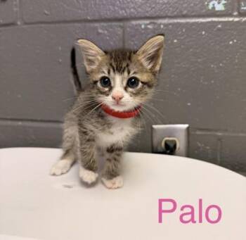 Palo -  Domestic Short Hair Cat for Adoption in Fort Worth, Texas - Palo | PetCurious
