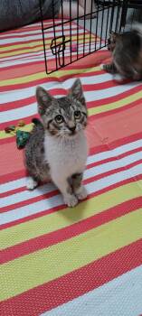 Bonnie -  Domestic Short Hair Cat for Adoption in Fruit Heights, Utah - Bonnie | PetCurious
