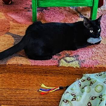 Manny -  Domestic Long Hair Cat for Adoption in Los Angeles, California - Manny | PetCurious