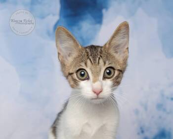Rescue Domestic Short Hair and Tabby Cats for Adoption in Tuscaloosa, Alabama - Fennec | PetCurious